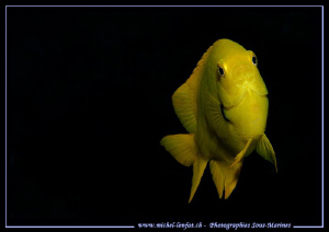 Little Yellow Damsel Fish... Que du bonheur... :O)... by Michel Lonfat 
